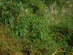Phytolacca bogotensis