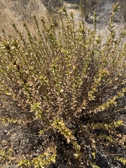 Hazardia squarrosa