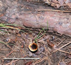 Coltricia cinnamomea