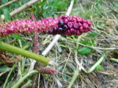 Phytolacca bogotensis