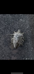 Asopinae