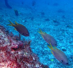 Chromis lubbocki