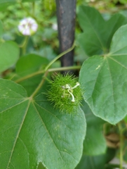 Passiflora foetida