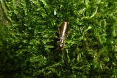 Forficula auricularia