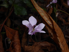 Cyclamen hederifolium
