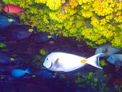 Acanthurus monroviae