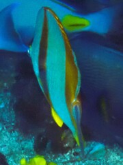 Chaetodon robustus
