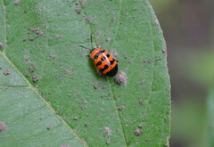 Chrysomeloidea