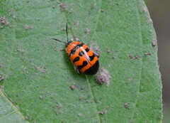 Chrysomeloidea