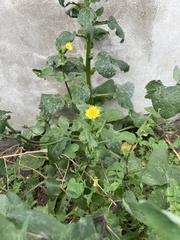 Sonchus oleraceus