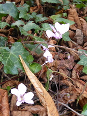 Cyclamen hederifolium