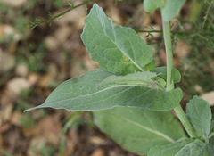 Brassica oleracea