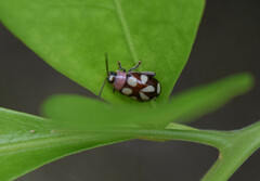 Omophoita