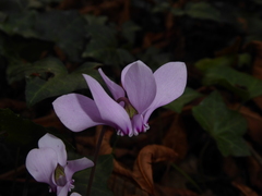 Cyclamen hederifolium