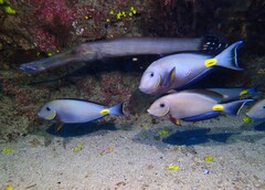 Aulostomus strigosus