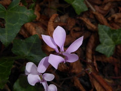 Cyclamen hederifolium