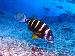 Diplodus fasciatus