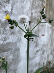 Sonchus oleraceus