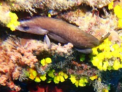 Rypticus saponaceus