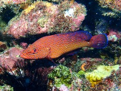 Cephalopholis taeniops