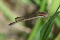 Sympecma fusca