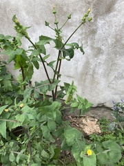 Sonchus oleraceus