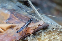 Odontocolon dentipes