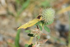 Colias eurytheme