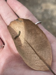 Phryganidia californica