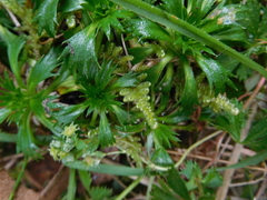 Azorella