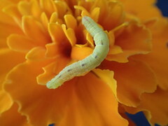 Eupithecia miserulata