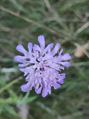 Dipsacoideae