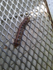 Anisota virginiensis