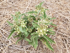 Asclepias emoryi