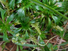 Azorella