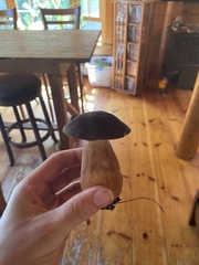 Tylopilus rubrobrunneus