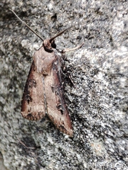 Agrotis