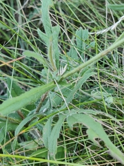 Dipsacoideae