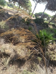 Poaceae