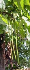 Catalpa speciosa