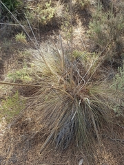 Poaceae