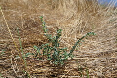 Andrachne telephioides