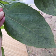 Catalpa speciosa