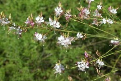 Oenothera filiformis