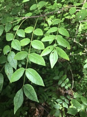 Zanthoxylum americanum