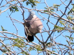 Turtur chalcospilos