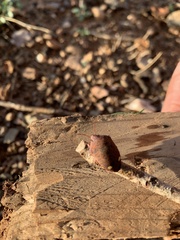 Solenosthedium bilunatum