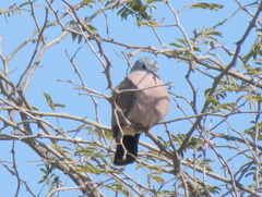 Turtur chalcospilos