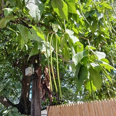 Catalpa speciosa