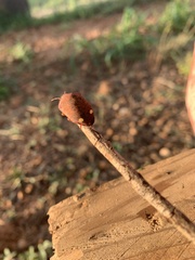 Solenosthedium bilunatum
